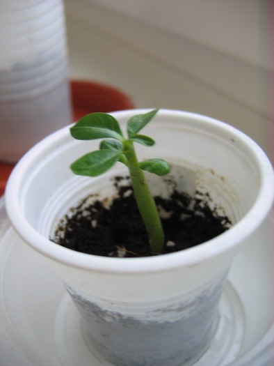 adenium Diadora; 28.05.10

