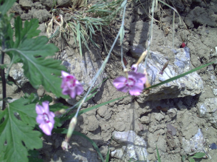 PICT0050