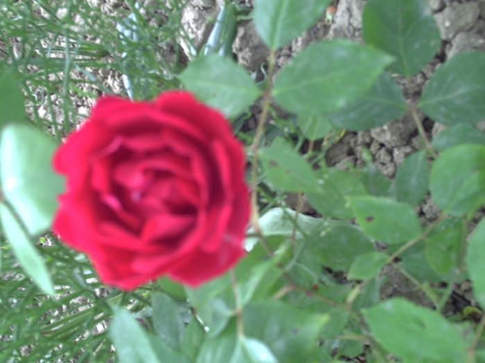 PICT0004 - trandafiri