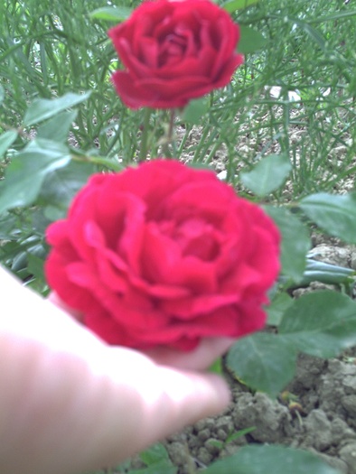 PICT0005 - trandafiri