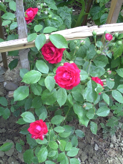 PICT0044 - trandafiri