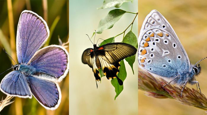 Samsung_Wallpaper_Butterflies_by_Diceeno