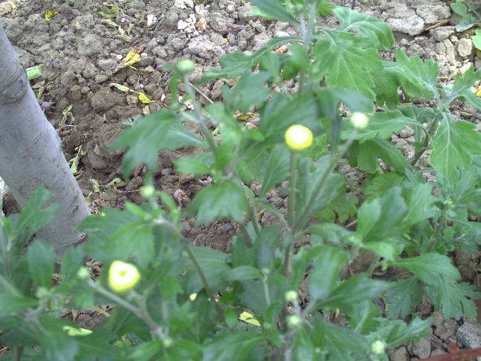 infloresc de 2 ori pe an - crizanteme