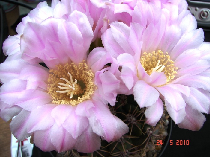 DSC08443