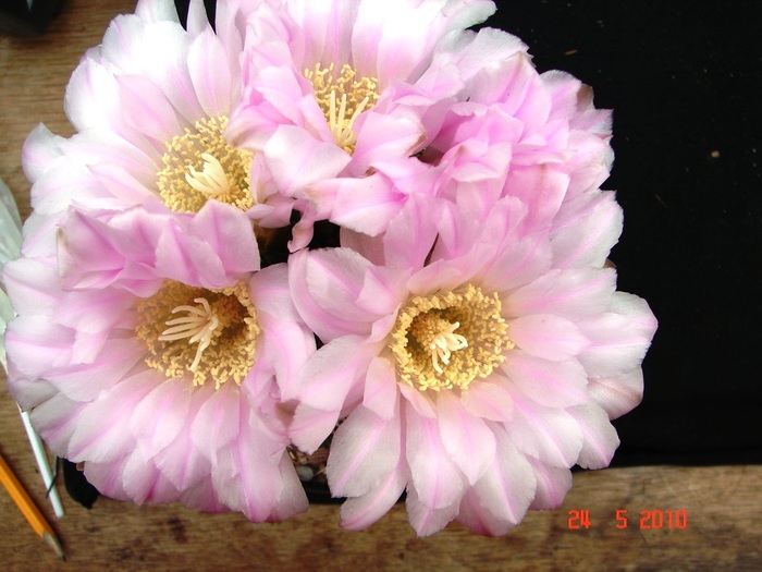 DSC08444