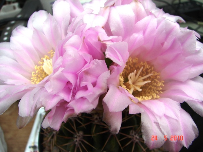DSC08446