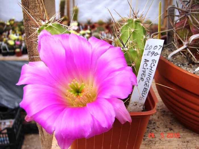 DSC08449
