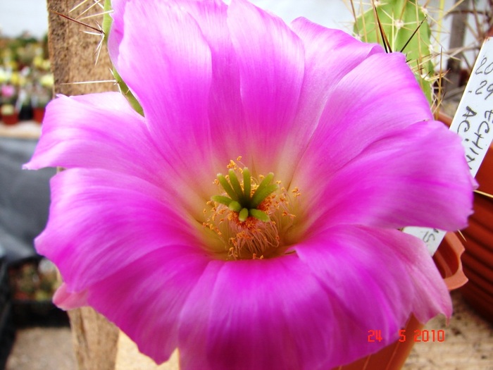 DSC08450