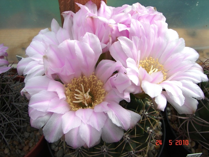 DSC08453