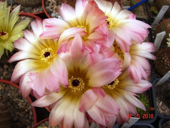 DSC08455
