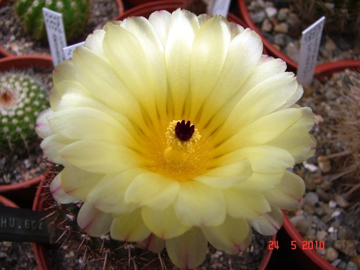 DSC08461