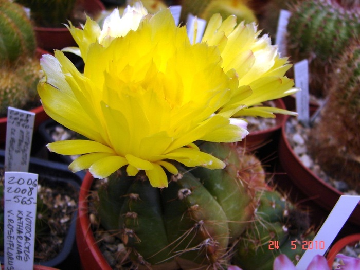DSC08465