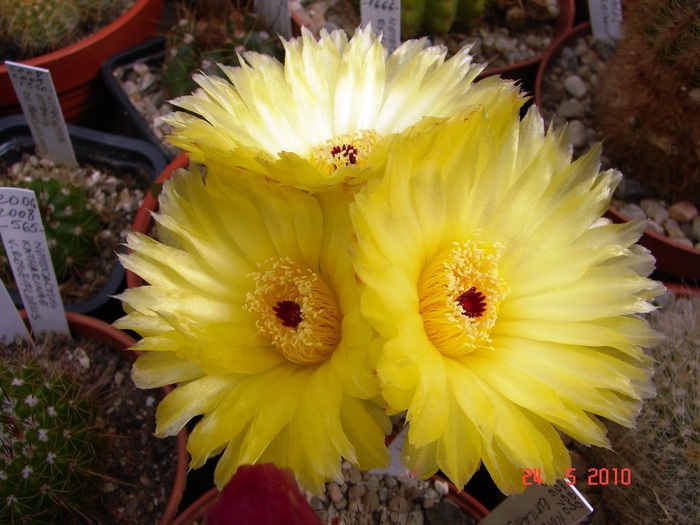 DSC08361