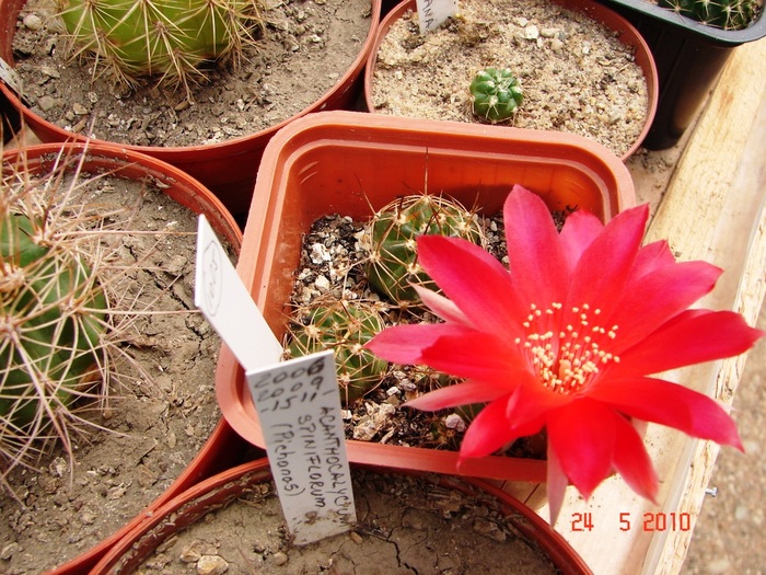 DSC08374 - Cactusi Mai