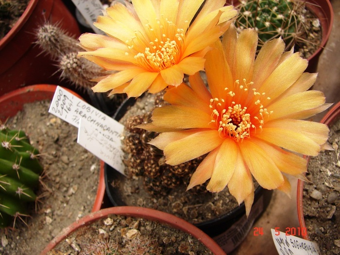 DSC08375 - Cactusi Mai