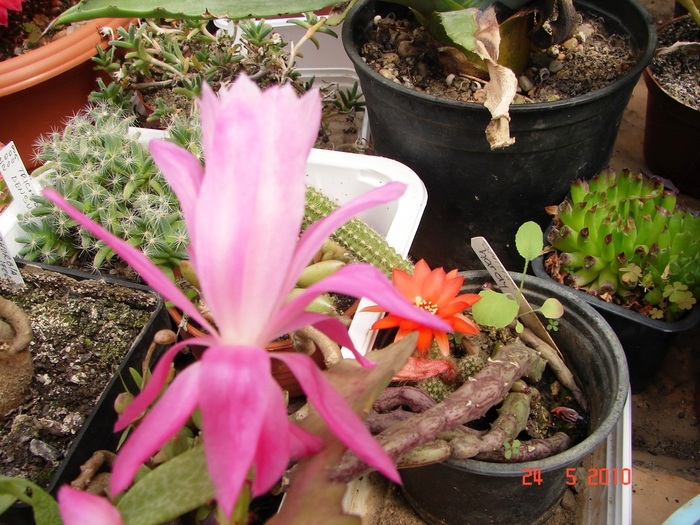 DSC08377