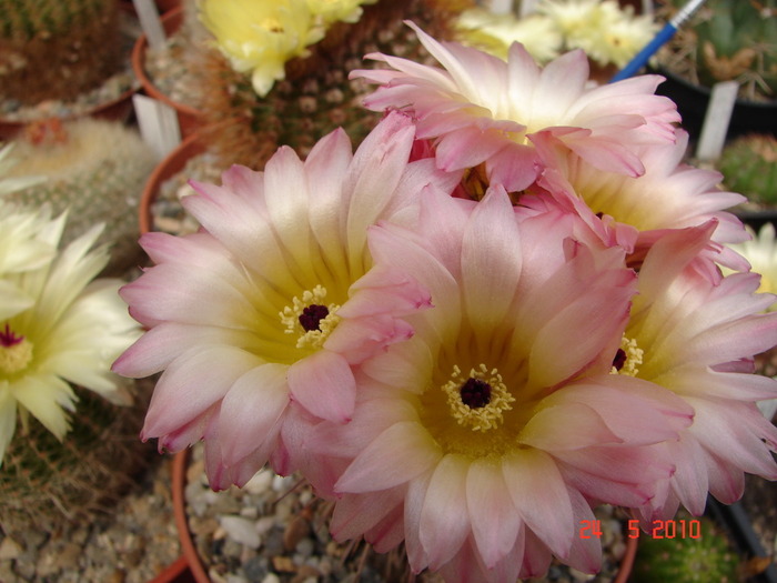 DSC08384