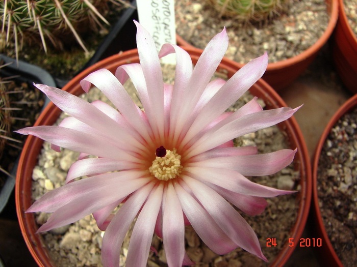 DSC08387