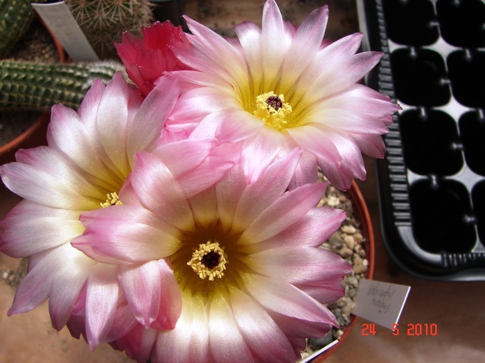 DSC08391