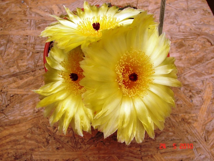 DSC08394