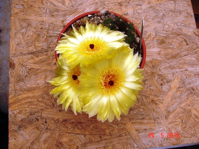 DSC08395