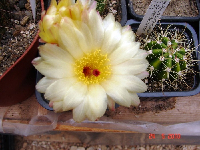 DSC08399