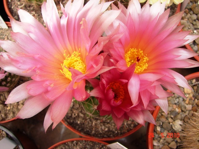 DSC08400