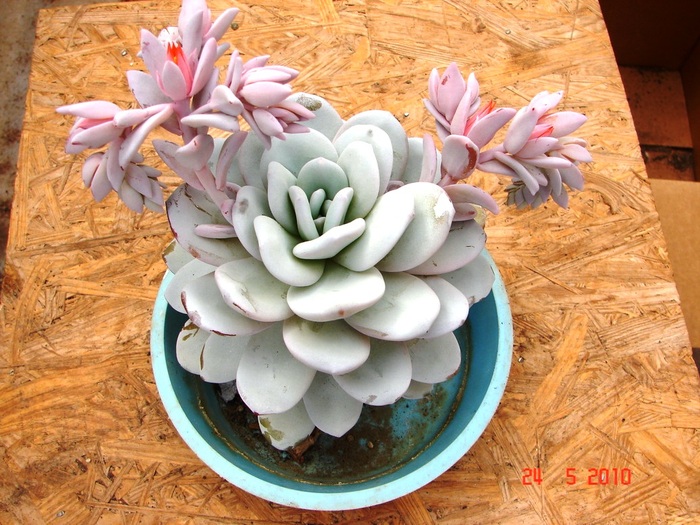 DSC08409