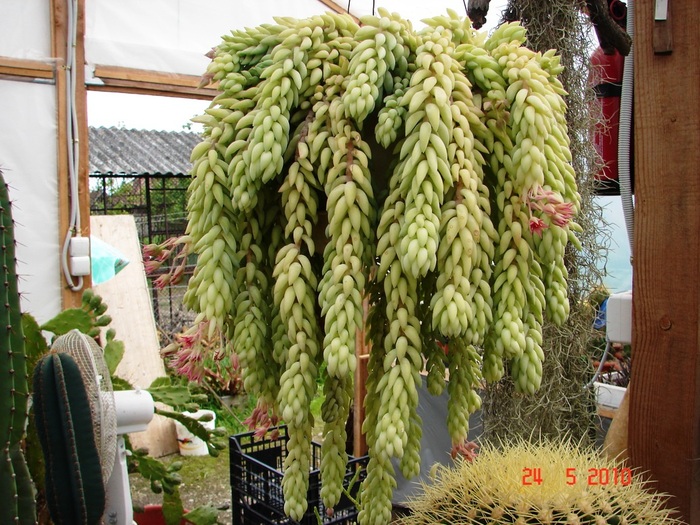 DSC08411