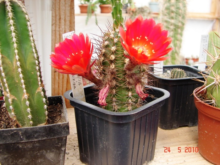 DSC08417 - Cactusi Mai