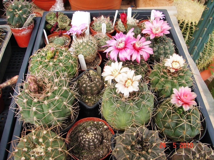 DSC08418 - Cactusi Mai