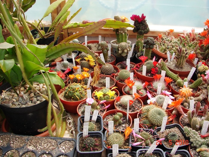 DSC08419 - Cactusi Mai