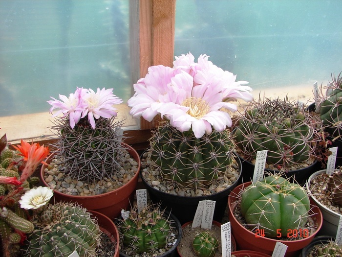 DSC08420 - Cactusi Mai