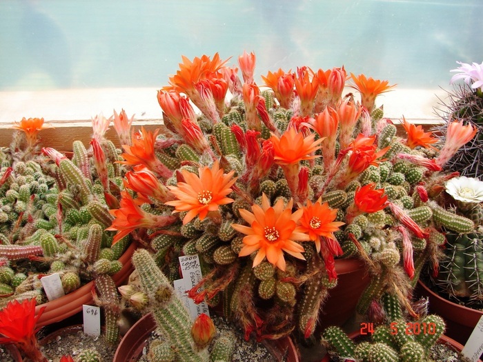 DSC08421 - Cactusi Mai