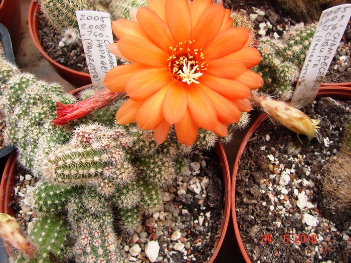 DSC08424 - Cactusi Mai