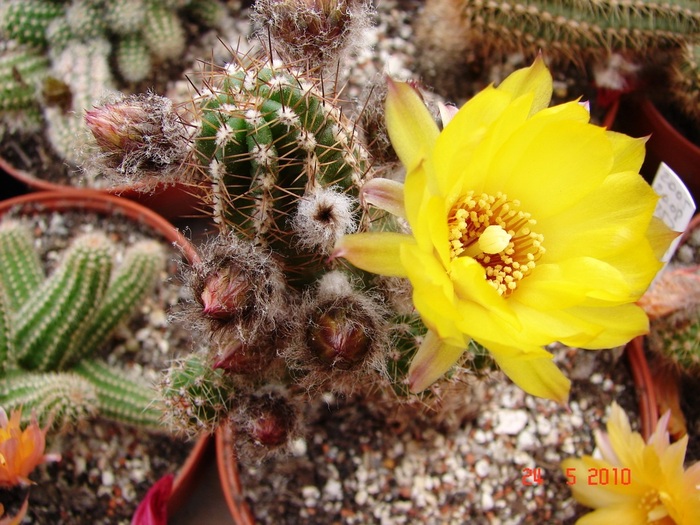 DSC08425 - Cactusi Mai