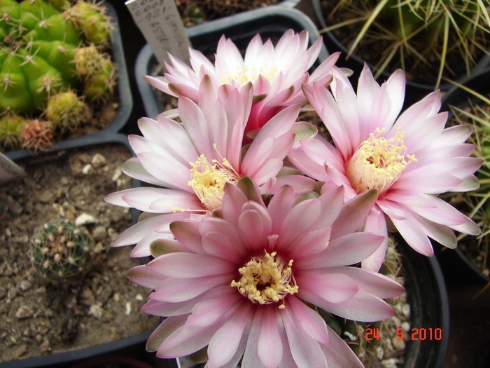 DSC08426 - Cactusi Mai