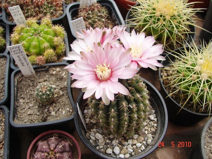 DSC08427 - Cactusi Mai