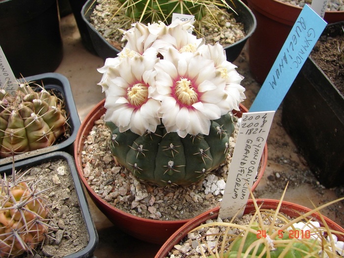 DSC08428 - Cactusi Mai