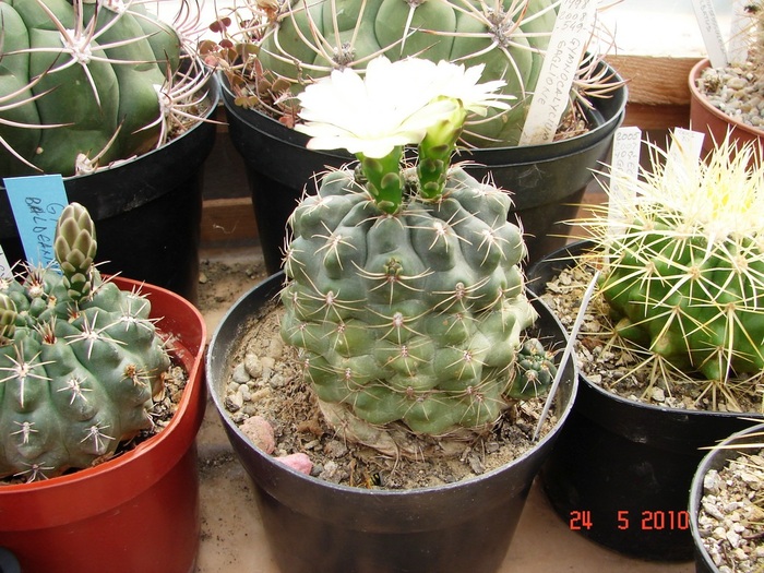 DSC08429 - Cactusi Mai