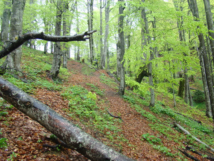 DSC05319 - Azuga-Diham-Malaiesti-Poiana Costilei-Busteni