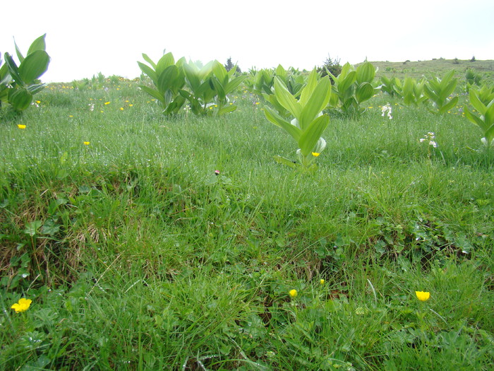 DSC05327 - Azuga-Diham-Malaiesti-Poiana Costilei-Busteni