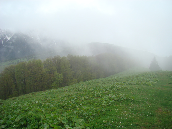 DSC05335 - Azuga-Diham-Malaiesti-Poiana Costilei-Busteni