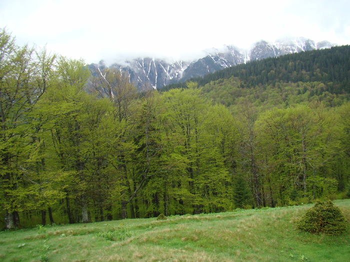 DSC05340 - Azuga-Diham-Malaiesti-Poiana Costilei-Busteni