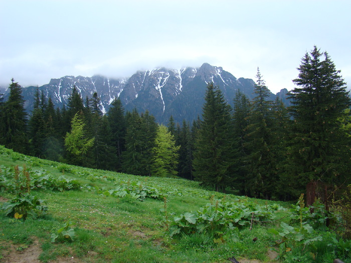 DSC05344 - Azuga-Diham-Malaiesti-Poiana Costilei-Busteni