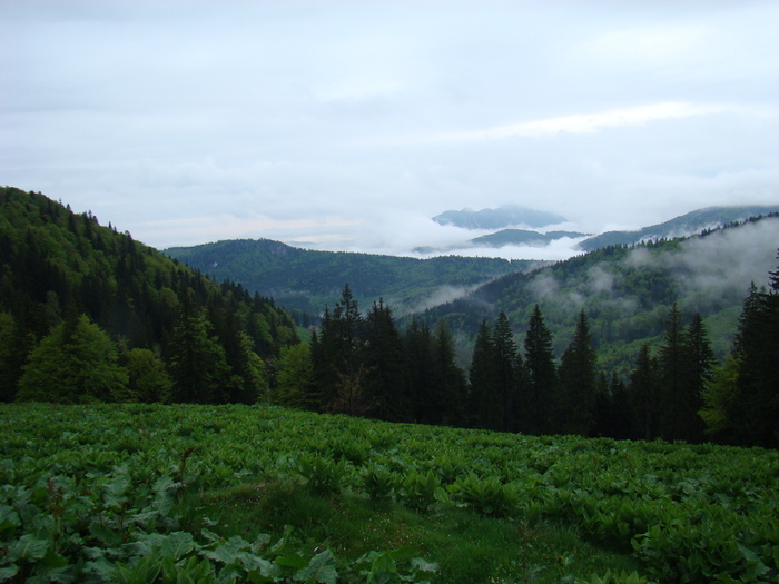 DSC05347 - Azuga-Diham-Malaiesti-Poiana Costilei-Busteni