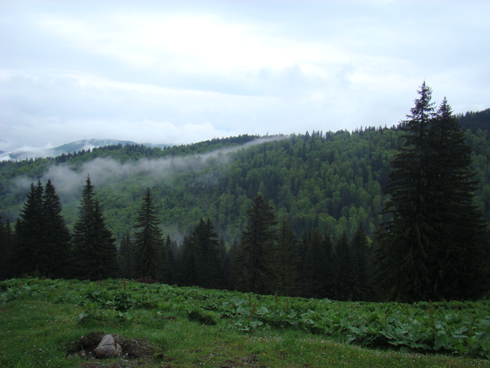 DSC05348 - Azuga-Diham-Malaiesti-Poiana Costilei-Busteni