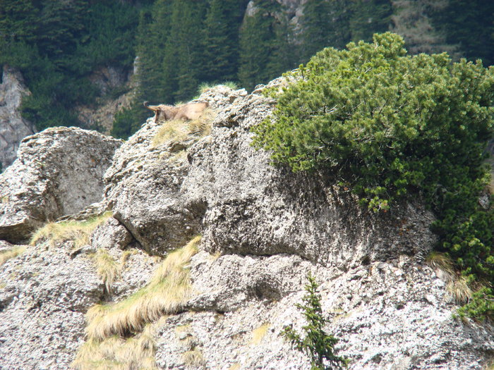 DSC05397 - Azuga-Diham-Malaiesti-Poiana Costilei-Busteni