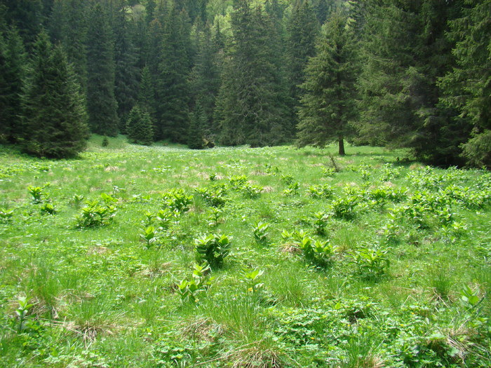 DSC05441 - Azuga-Diham-Malaiesti-Poiana Costilei-Busteni