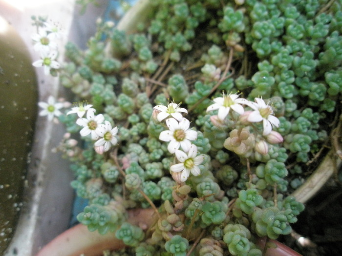 Sedum brevifolium - flori 27.05 - Plante de EXTERIOR